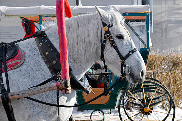 Suzdal, Russia. Grey horse with red drawbar close up on a city street. Fun Russian traditions and activities in the city.