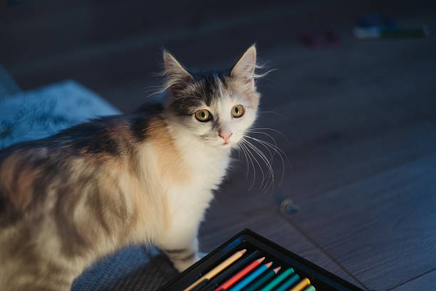 calico cat beside open pencil box on wooden floor low evening light casting soft shadows wide eyes alert posture pastel tones art