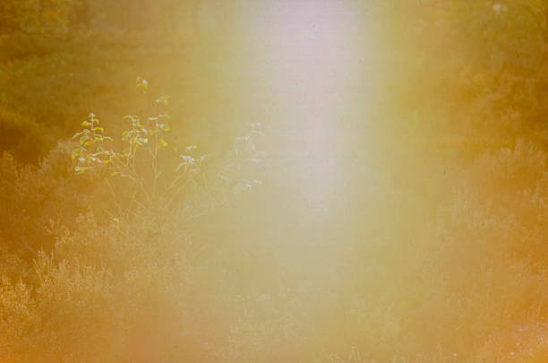 Heavily overexposed scanned film photograph of wildflowers with intense golden light leak creating abstract dreamy vintage background with soft focus
