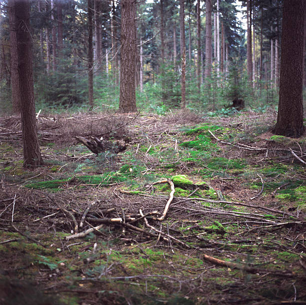 istock Forest Floor Moss Detail 2254389569
