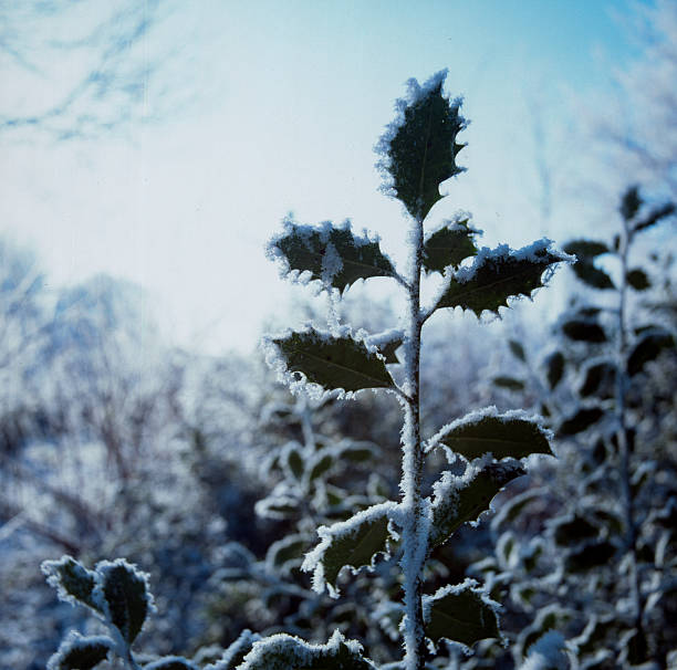 Close-up scanned film photograph of frost-covered holly leaves with ice crystals showing vintage soft focus and atmospheric winter detail