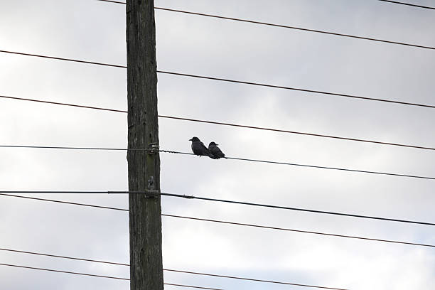 istock Two Birds Watch from a High Power Line in Canada 2254390447