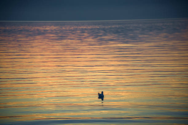 Seagull floating peacefully on calm water, reflecting the warm colors of a summer sunset, creating a serene and picturesque natural scene. Iznik, bursa, turkey