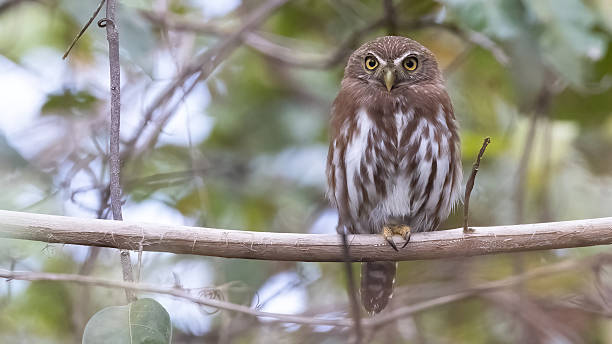 istock Ferruginous pygmy-owl (Glaucidium brasilianum), bird of Guyana 2254392086