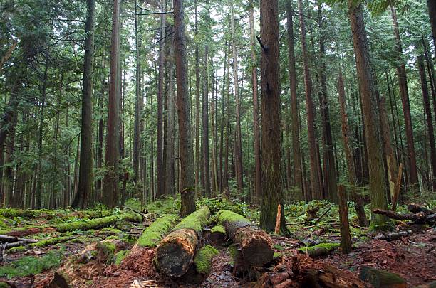 Alpine trees rise into the air in the Rocky Mountains of Colorado, USA.