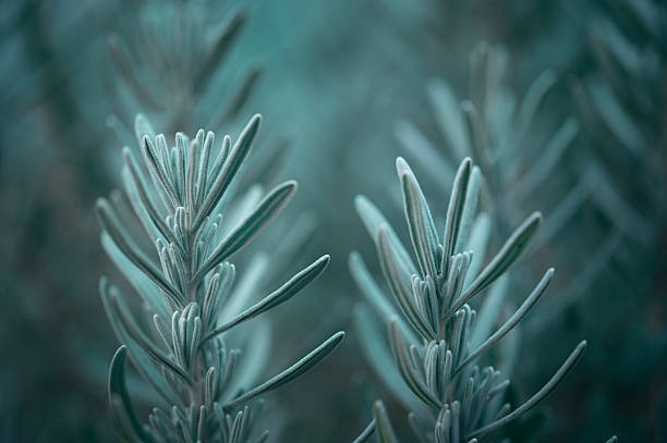 Beautiful botanical background with lavender leaves