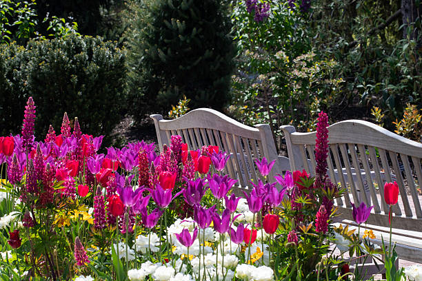 Two benches in front of a garden of tulips and lupines