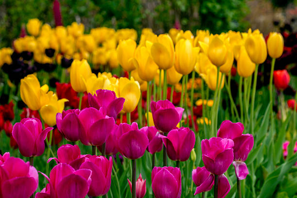 Colorful tulips in the garden
