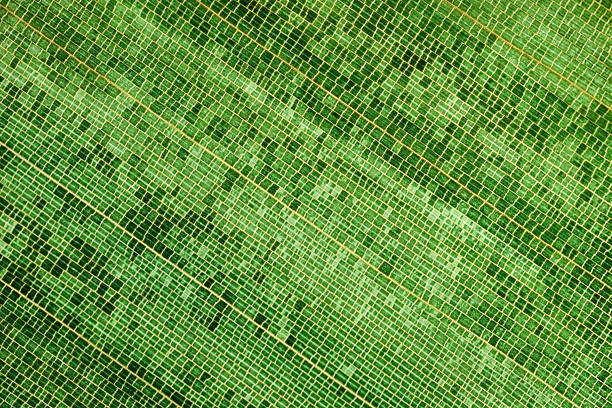Organic botanical background, abstract nature surface, tropical foliage detail, eco-friendly and natural design backdrop.
