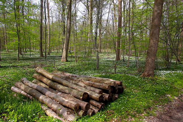 Fire stake and anemones in the forest in white and green