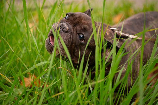 French bulldog in the grass