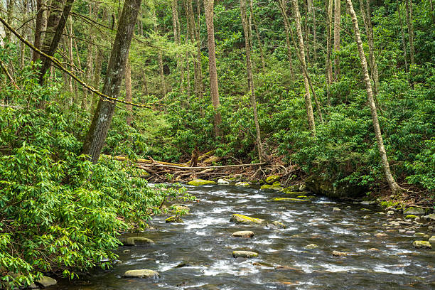 Creek in Spring in Delaware Water Gap National Recreation Area,, Dingmans Ferry, Pennsylvania, USA