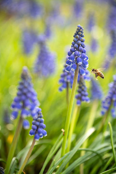 Garden Grape-hyacinth with bee flying around