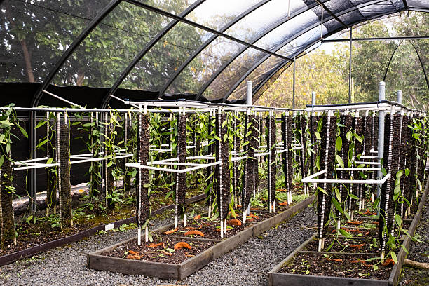 Young vanilla plants at a vanilla farm in Kailua-Kona, Hawaii.
