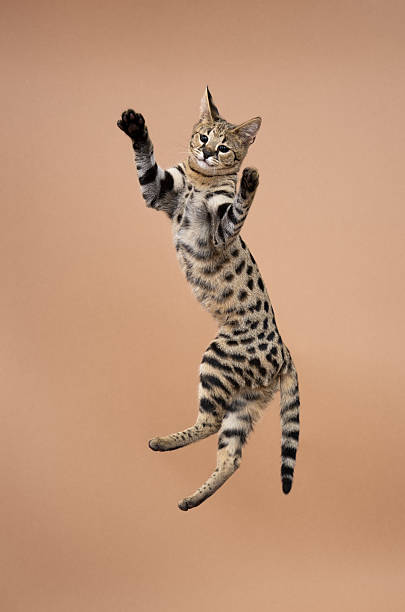istock Savannah F1 Kitten jumping on beige studio background 2254400897