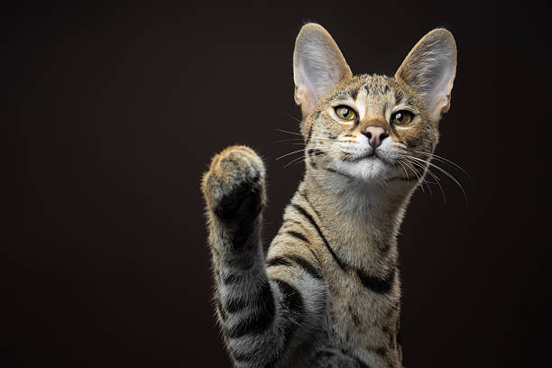 istock Playful Savannah F1 Kitten with raised paw 2254401012