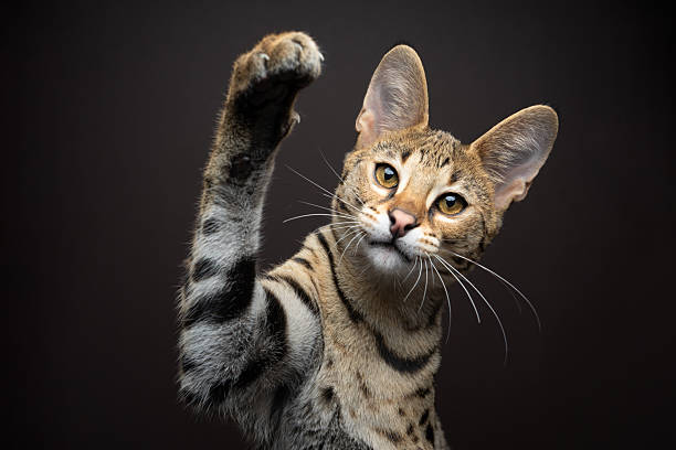 istock playful savannah F1 Kitten raising paw 2254401272