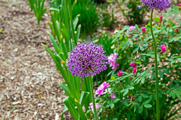 A beautiful large purple allium captures the attention of the defocused spring garden spot.