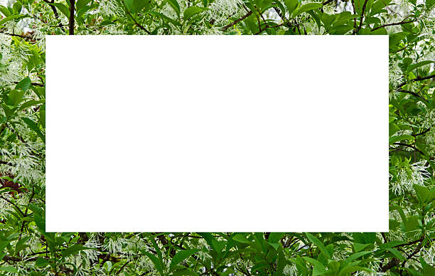 A lovely green and white fringetree border with the center open for copy space and graphic artwork.