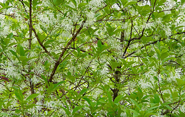 Beautiful green and white flowering fringetree background or texture.