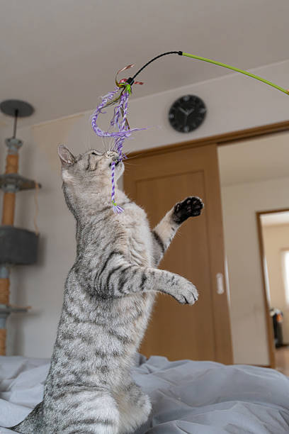 istock Cute cat playing with a toy 2254402698