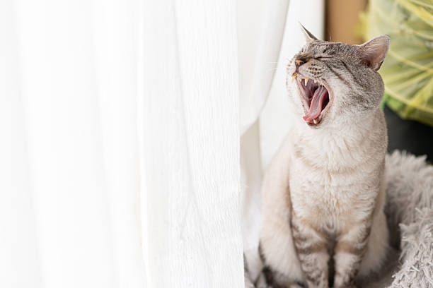istock A cute cat sitting and yawning 2254402778