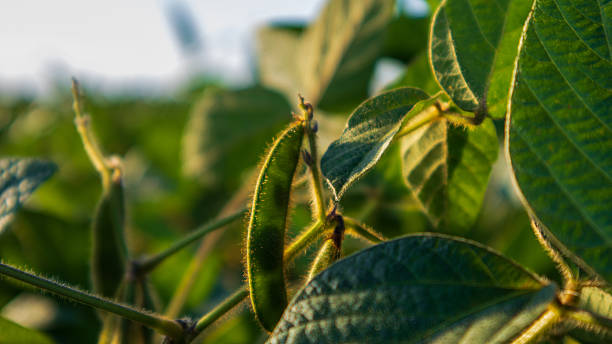 istock Green soybean pods grow on plants under sunlight 2254404092