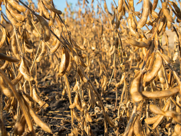 istock Soybean plants are dry and ready for harvest 2254404161
