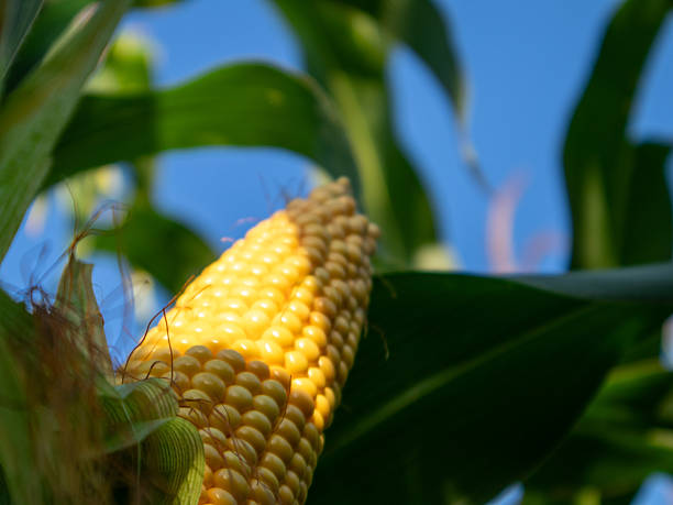 istock Corn ears grow on tall green stalks in sunlight 2254404184