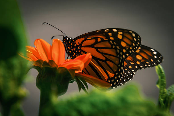 Monarch butterfly with the Mexican Sunflower (the Tithonia species) in a backyard garden in Highland Park, Illinois, on Lake Michigan, approximately 25 miles of downtown Chicago.