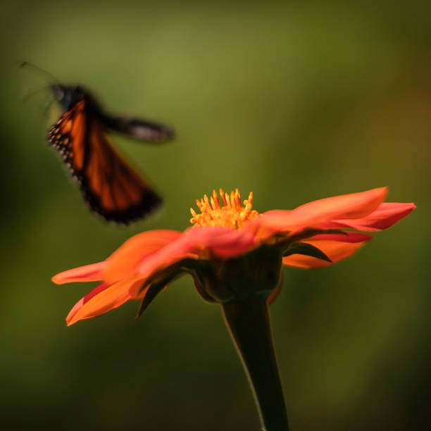Butterfly - Monarch on a Colorful Coneflowers
