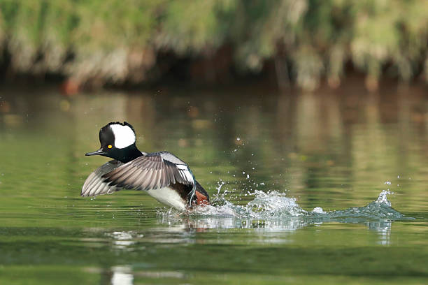 istock Hooded Merganser 2254404446