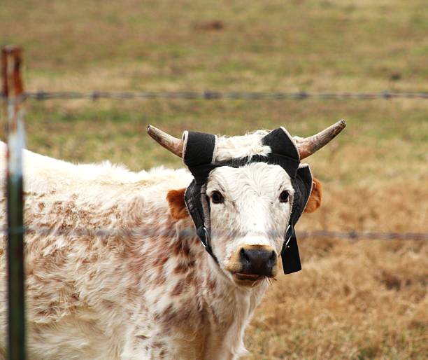 A white cow with head gear for cattle roping practice.
