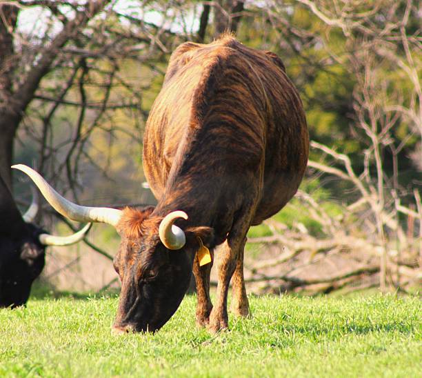 An English Longhorn, Bos primigenius, continues grazing while its portrait is taken.