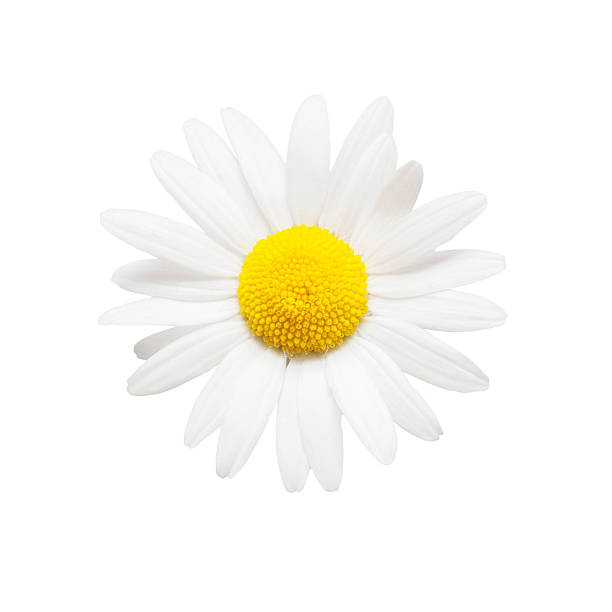 istock One white daisy flower isolated on white background. Flat lay, top view 2254405869
