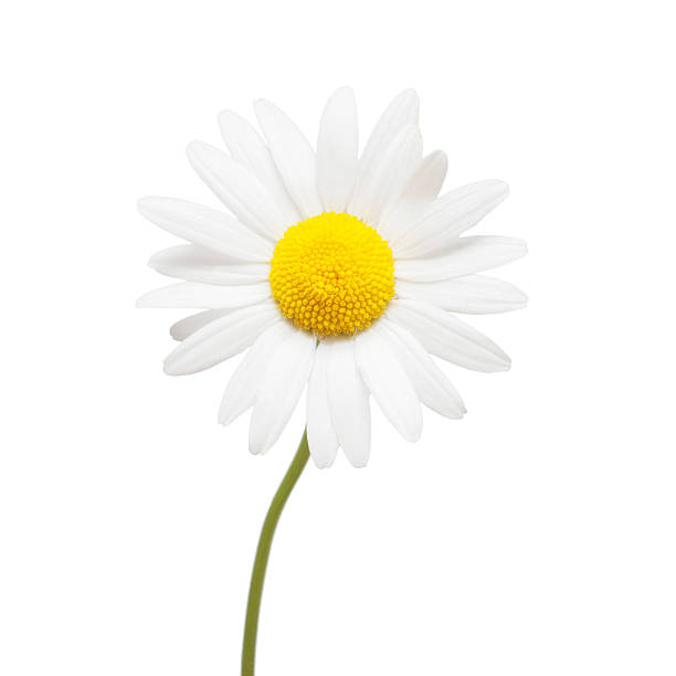 istock One white daisy flower isolated on white background. Flat lay, top view 2254405877