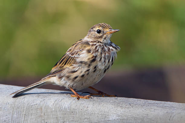 istock Meadow Pipit (Anthus pratensis) perched, the Netherlands 2254405956