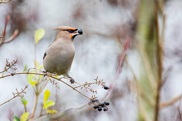 istock Bohemian waxwing (Bombycilla garrulus) on branch, the Netherlands 2254405975