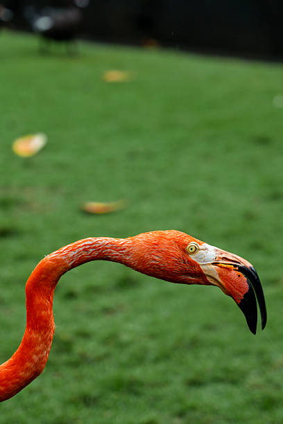Flamingo head with orange feathers and black beak looking left with green grass in background