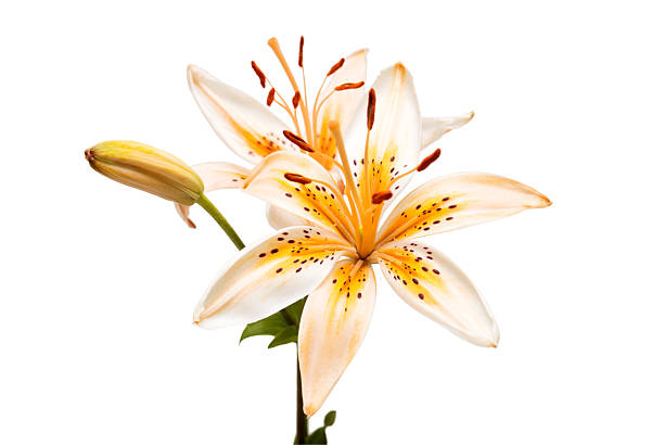 Orange isolated lily flower on a white background