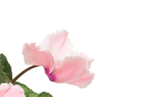 Mothers gift flowers