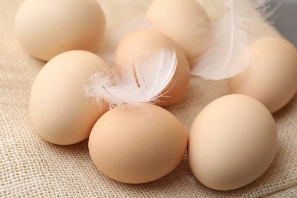 Raw chicken eggs and feathers on beige cloth, closeup