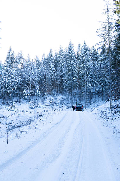 istock Car parked on the snow covered road in the dense pine forest 2254409447
