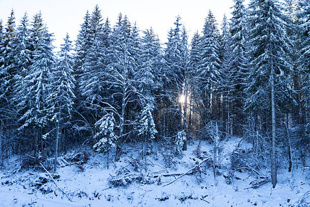 Sunbeams breaking through dense pine forest covered in snow
