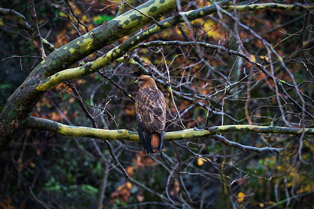In winter, a hawk perched on a branch in the forest is resting.