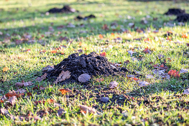 istock Fresh Molehill On Green Lawn Showing Underground Wildlife Activity 2254409879