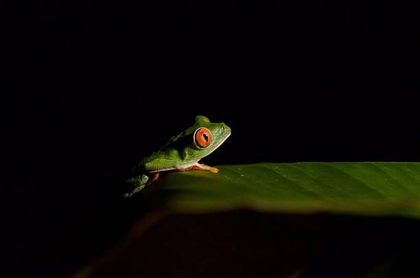 istock A Red Eyed Tree Frog rests on a leaf at night 2254413652