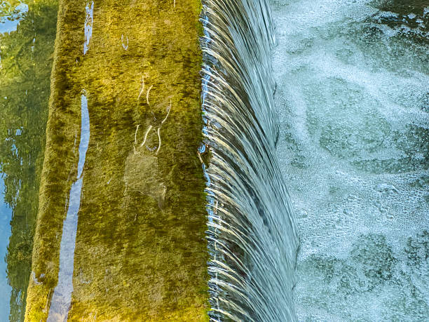 Clear water cascades over a mossy stone edge, forming ripples that dance across the surface, reflecting the beauty of nature during a warm, sunny day.
