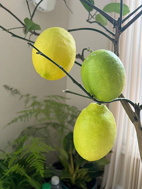 istock Meyer lemons growing on a potted lemon tree indoor. 2254415649