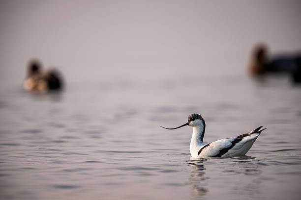 The pied avocet (Recurvirostra avosetta)
